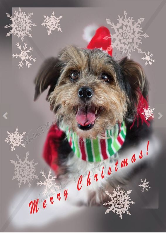 Christmas Card with a Dog by Nadine Platt